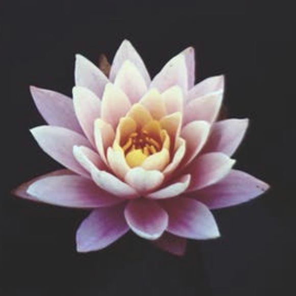 Meet your Posher, Madison - Picture 1 of 1